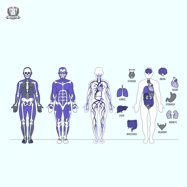 Обучение телесной психотерапии. Сертификат!
