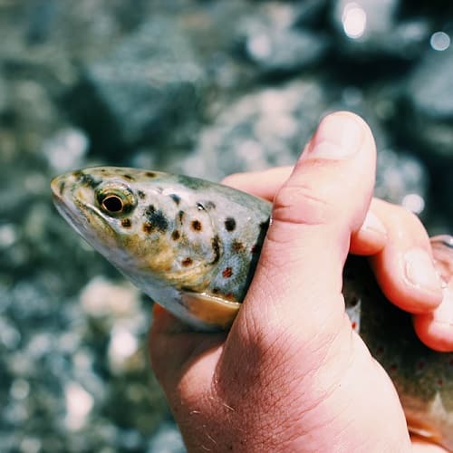 Зоотехния + Ихтиопатология: болезни рыб, методы их диагностики и профилактики