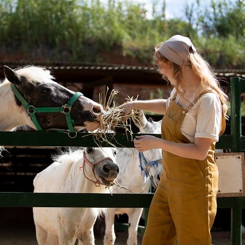 Зоотехния + Коневодство: разведение, содержание и использование лошадей