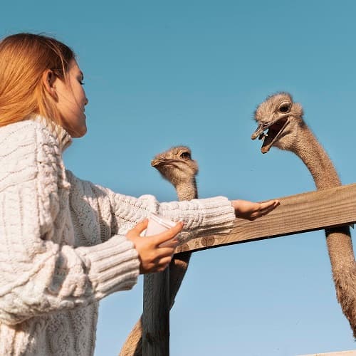 Зоотехния + Орнитолог: исследование, охрана и изучение птиц