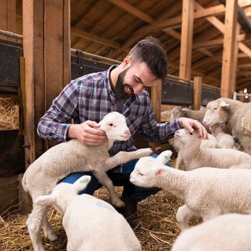 Зоотехния + Технологии эффективного овцеводства и козоводства