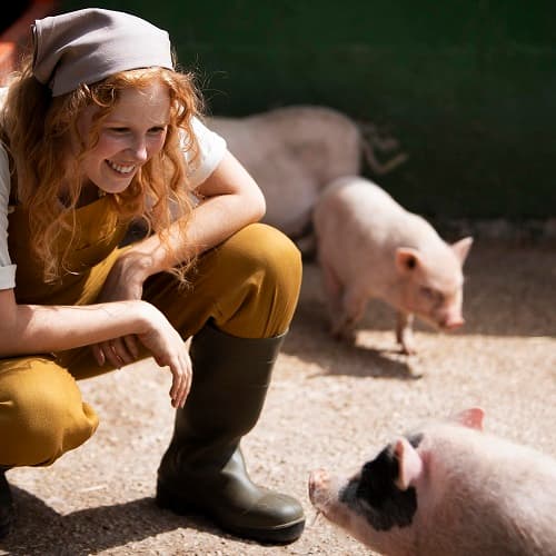 Зоотехния + Свиноводство