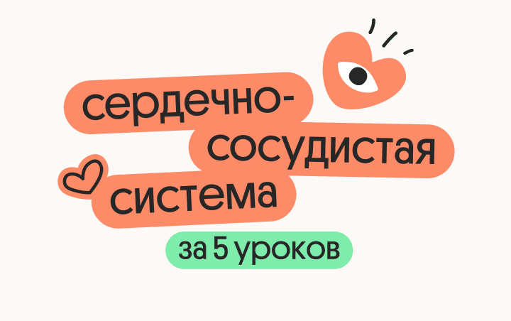 Сердечно-сосудистая система за 5 уроков